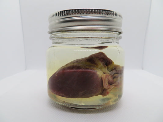 Raccoon Heart (Large) Square Jar W/ Silver Cap
