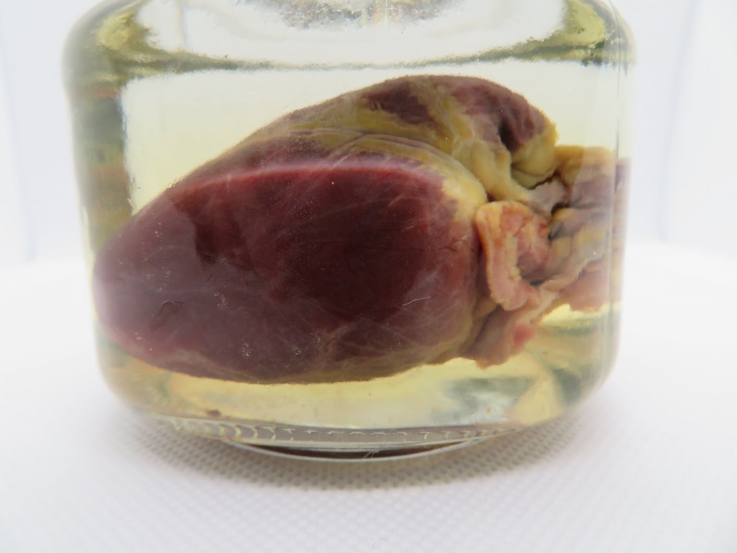 Raccoon Heart (Large) Square Jar W/ Silver Cap