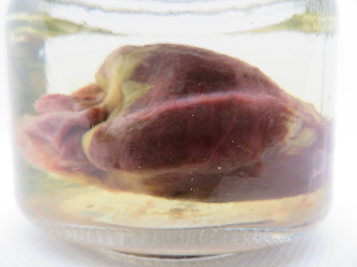 Raccoon Heart (Large) Square Jar W/ Silver Cap