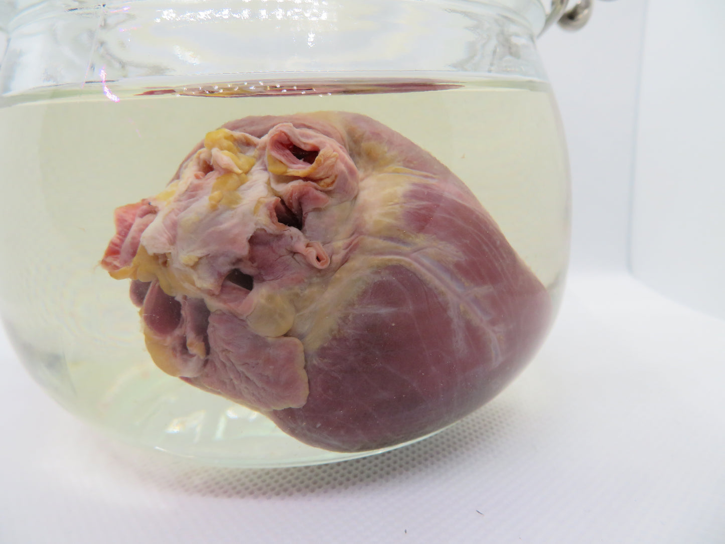 Red Fox Heart (Med)