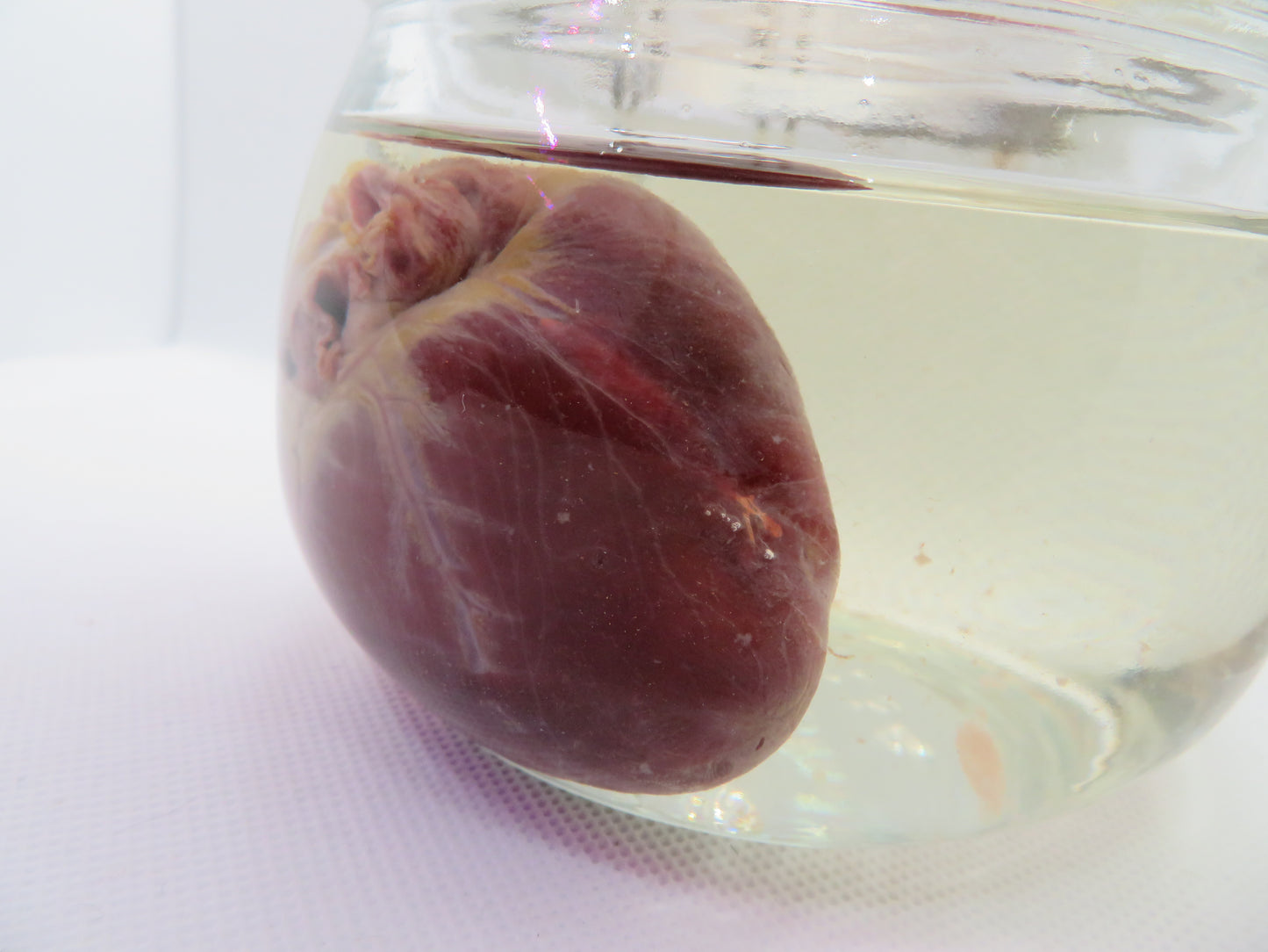Red Fox Heart (Med)