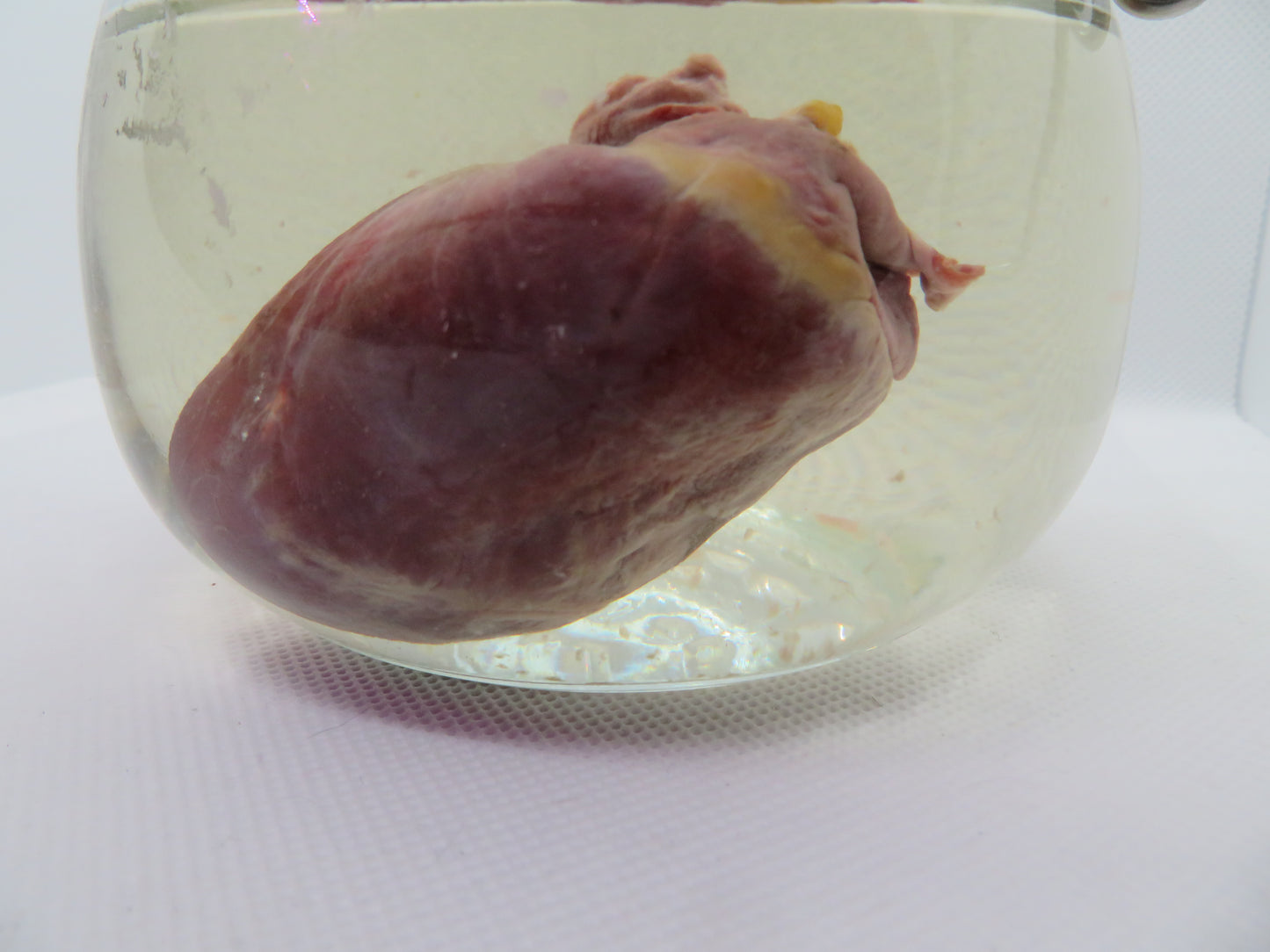 Red Fox Heart (Med)
