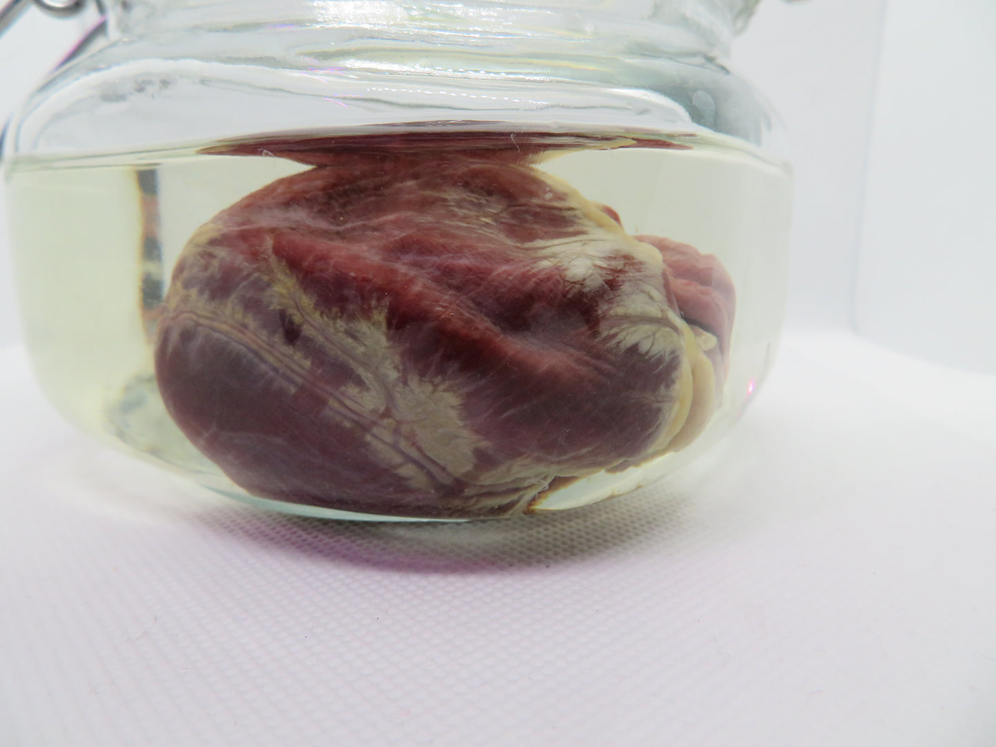 Red Fox Heart (Small)