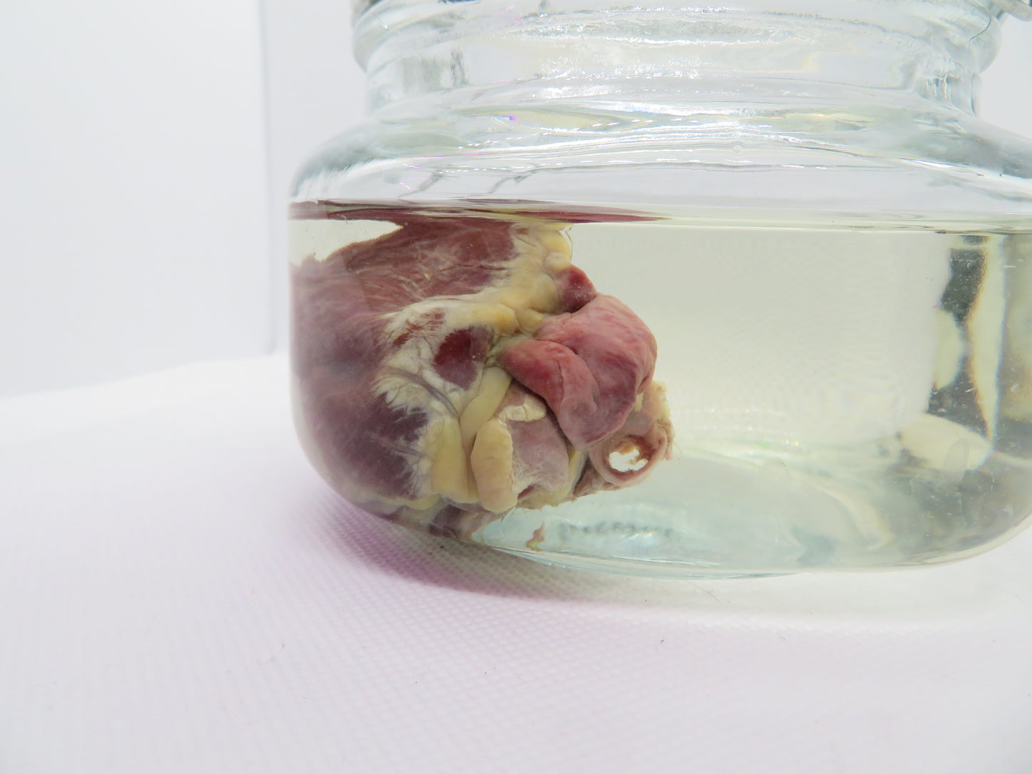 Red Fox Heart (Small)