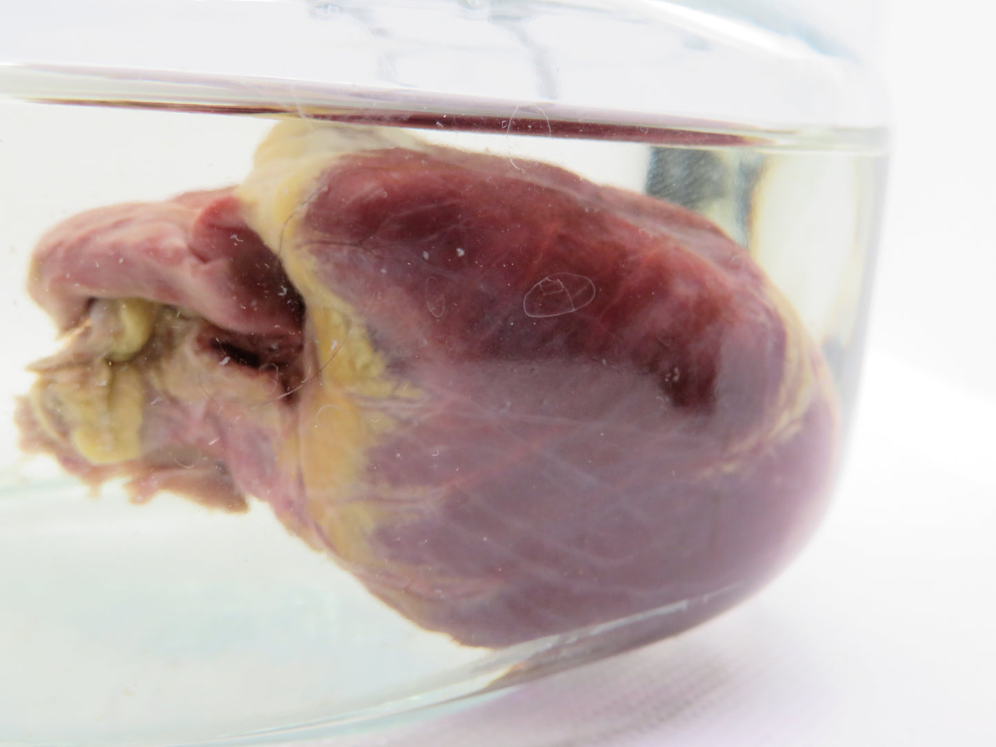 Red Fox Heart (Small)